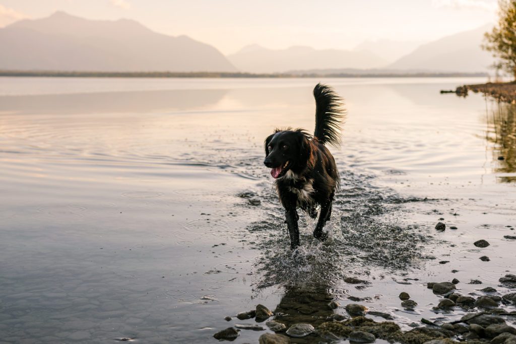 Strand-Camping-Waging-Urlaub-mit-Hund-Chiemsee