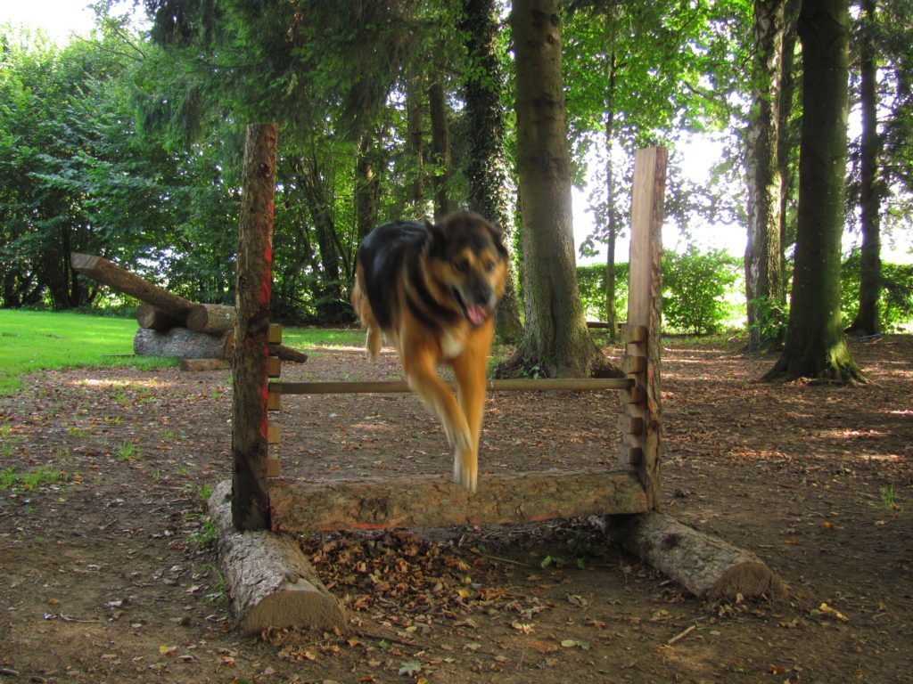 Strand-Camping-Waging-Agility-Platz-Urlaub-mit_Hund