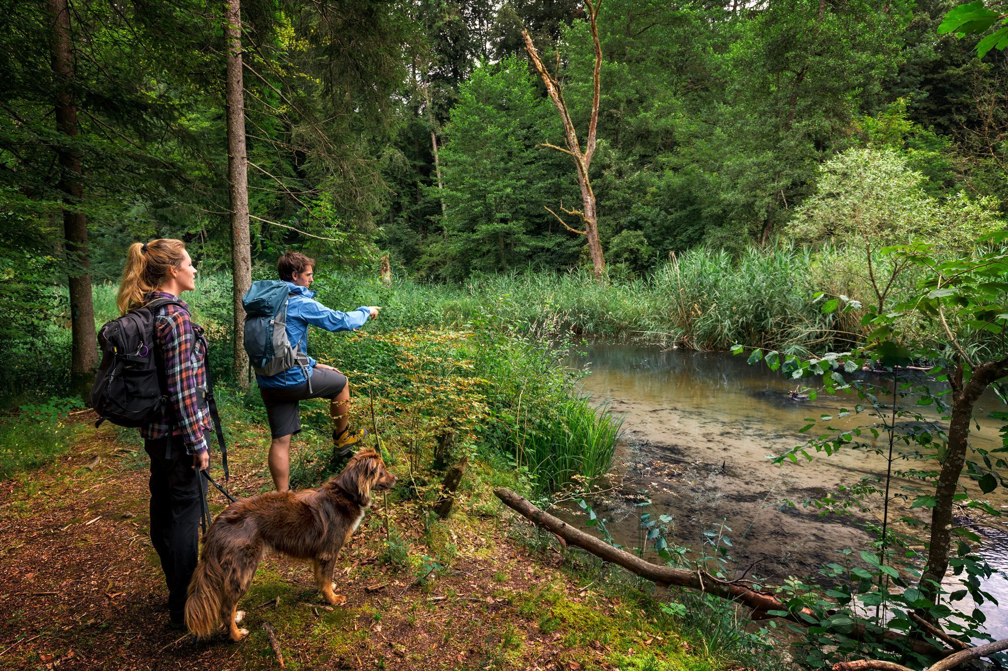 Strand-Camping-Waging-Urlaub-mit-Hund-Header