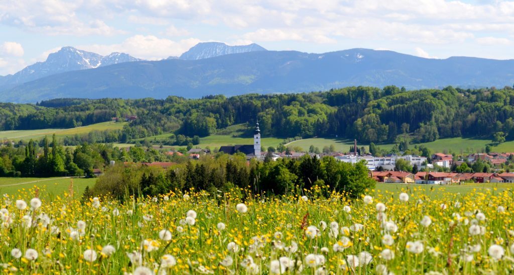 Strand-Camping-Waging-Wandern-und-Bergsteigen-Löwenzahn-Pusteblumen